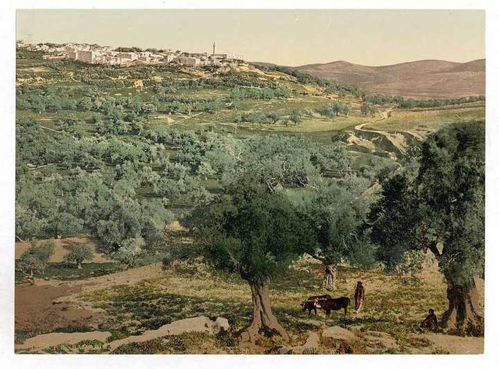 General view, Samaria, Holy Land, (i.e., Sabastiyah, Palestine-LCCN2002725052